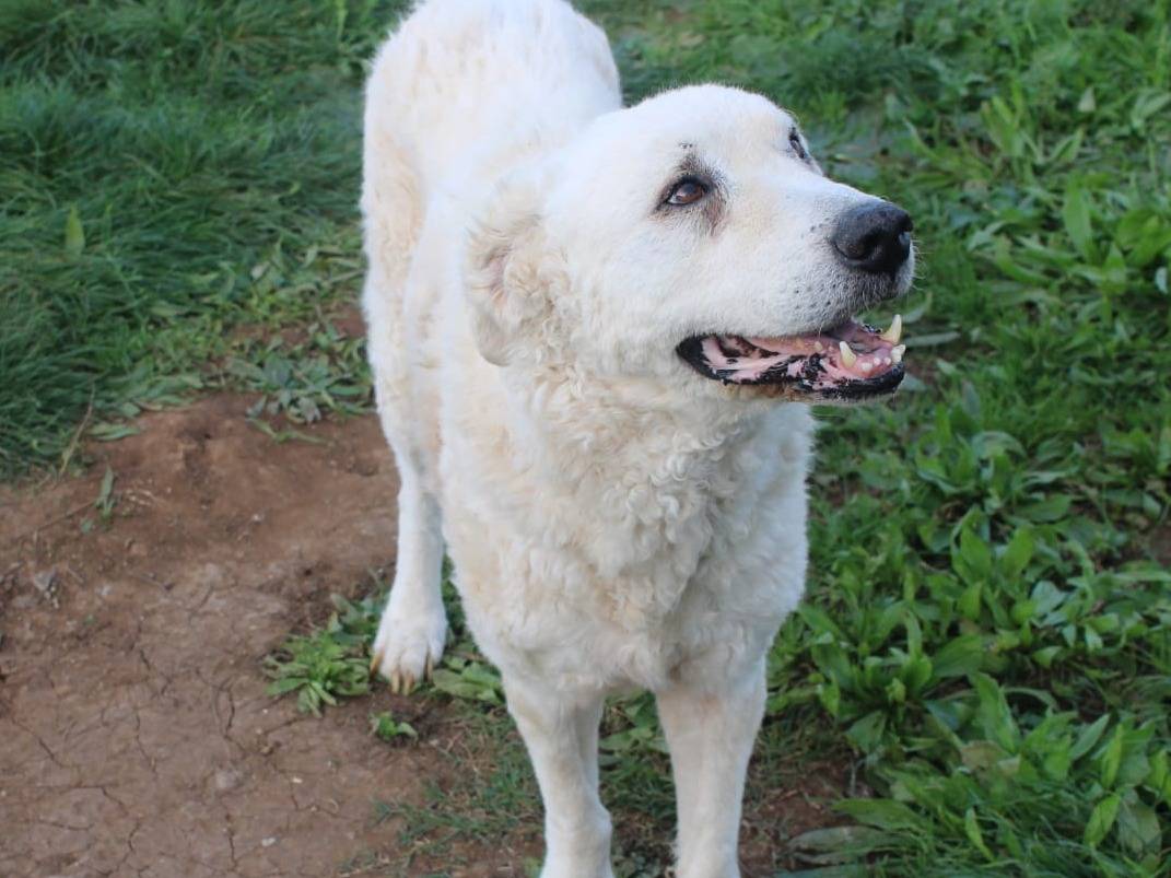 Vuoi adottare un cane a Varese?
