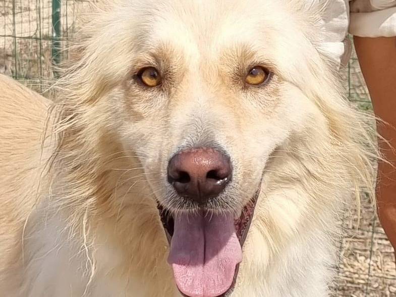 Adozione cane, maschio, Razza sconosciuta Razza sconosciuta, 3 anni e 5 mesi, taglia media, Pavia