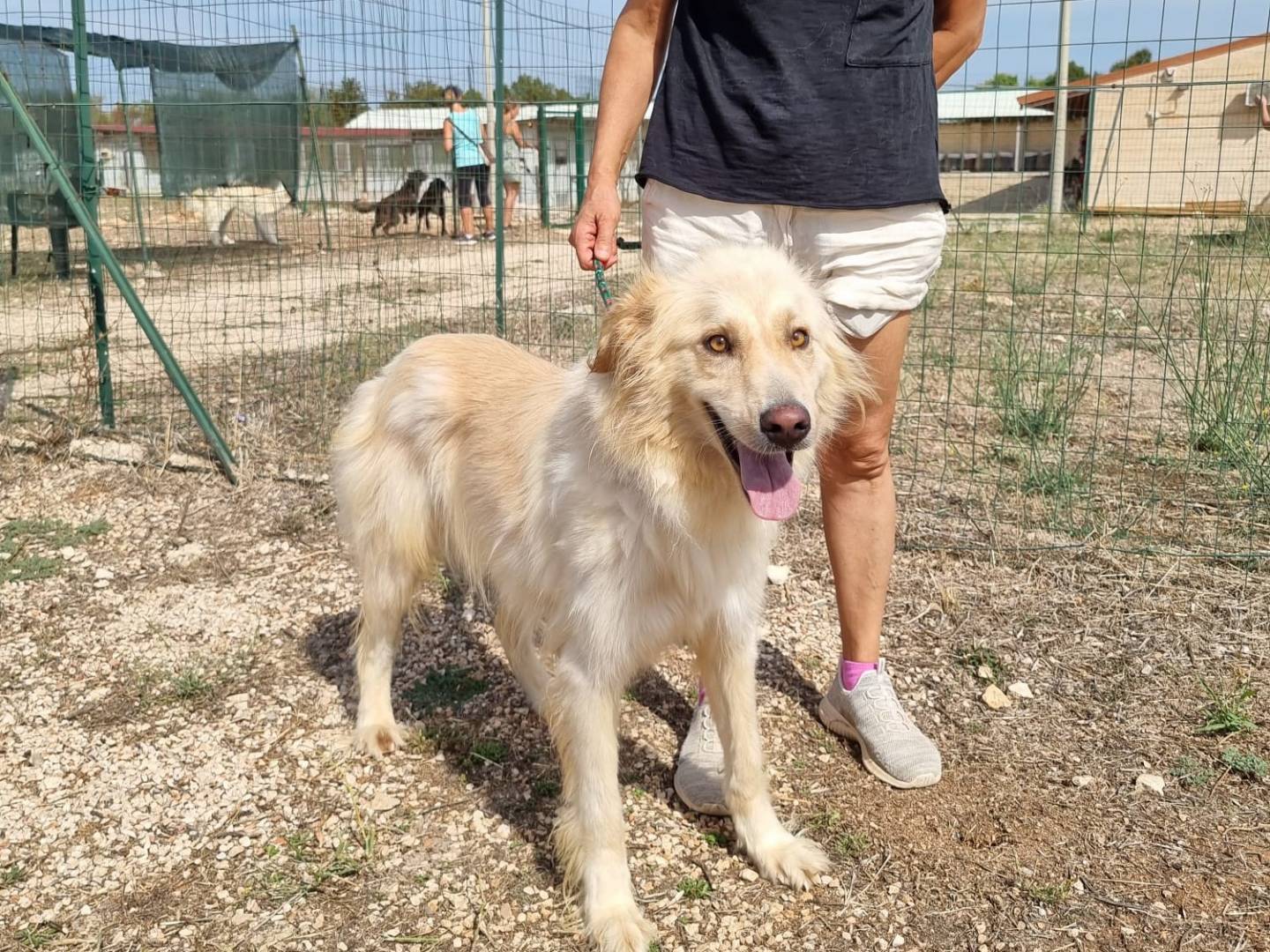 Adotta un cane, maschio, 3 anni e 5 mesi, Pavia