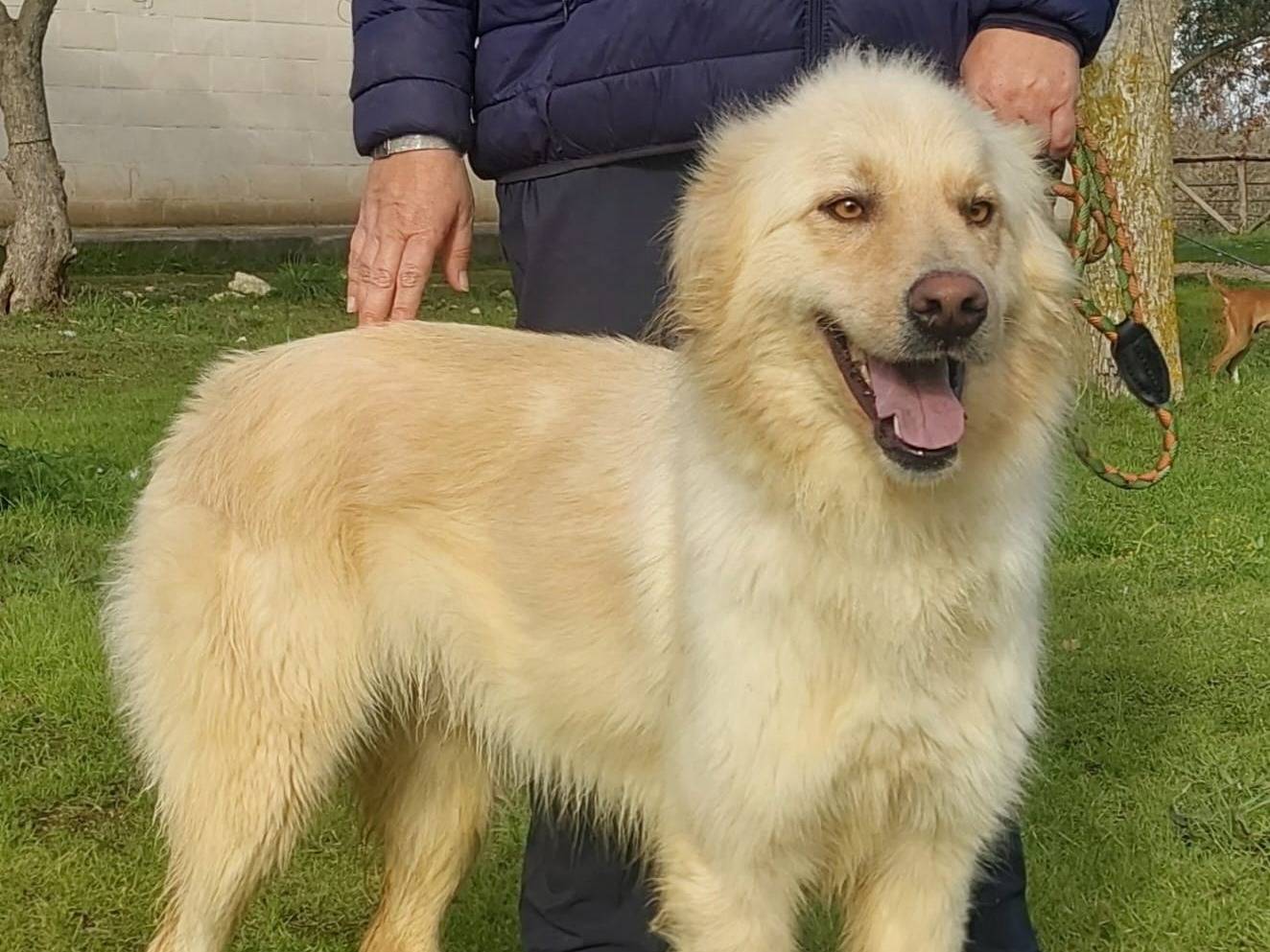 Vuoi adottare un cane a Pavia?