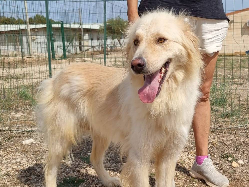 Adotta il cane Riko a Pavia