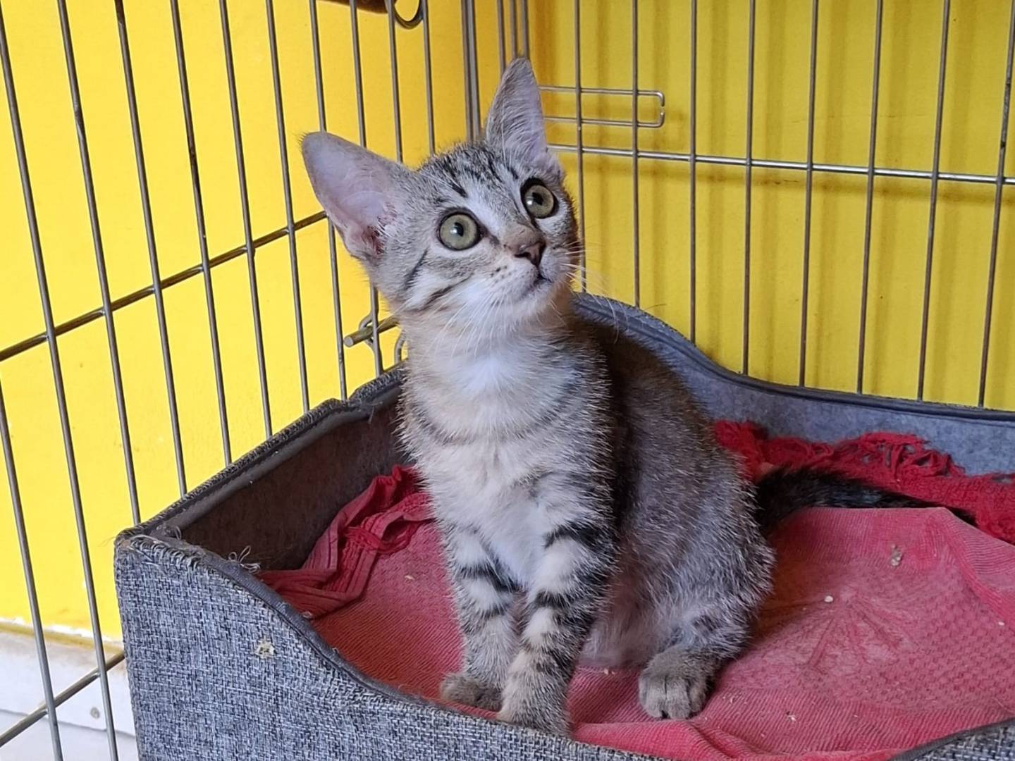 Adozione gatto, femmina, Razza sconosciuta Razza sconosciuta, 2 mesi, taglia non valida, Novara