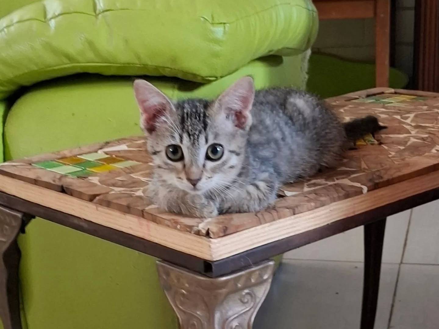 Adotta un gatto, femmina, 2 mesi, Novara