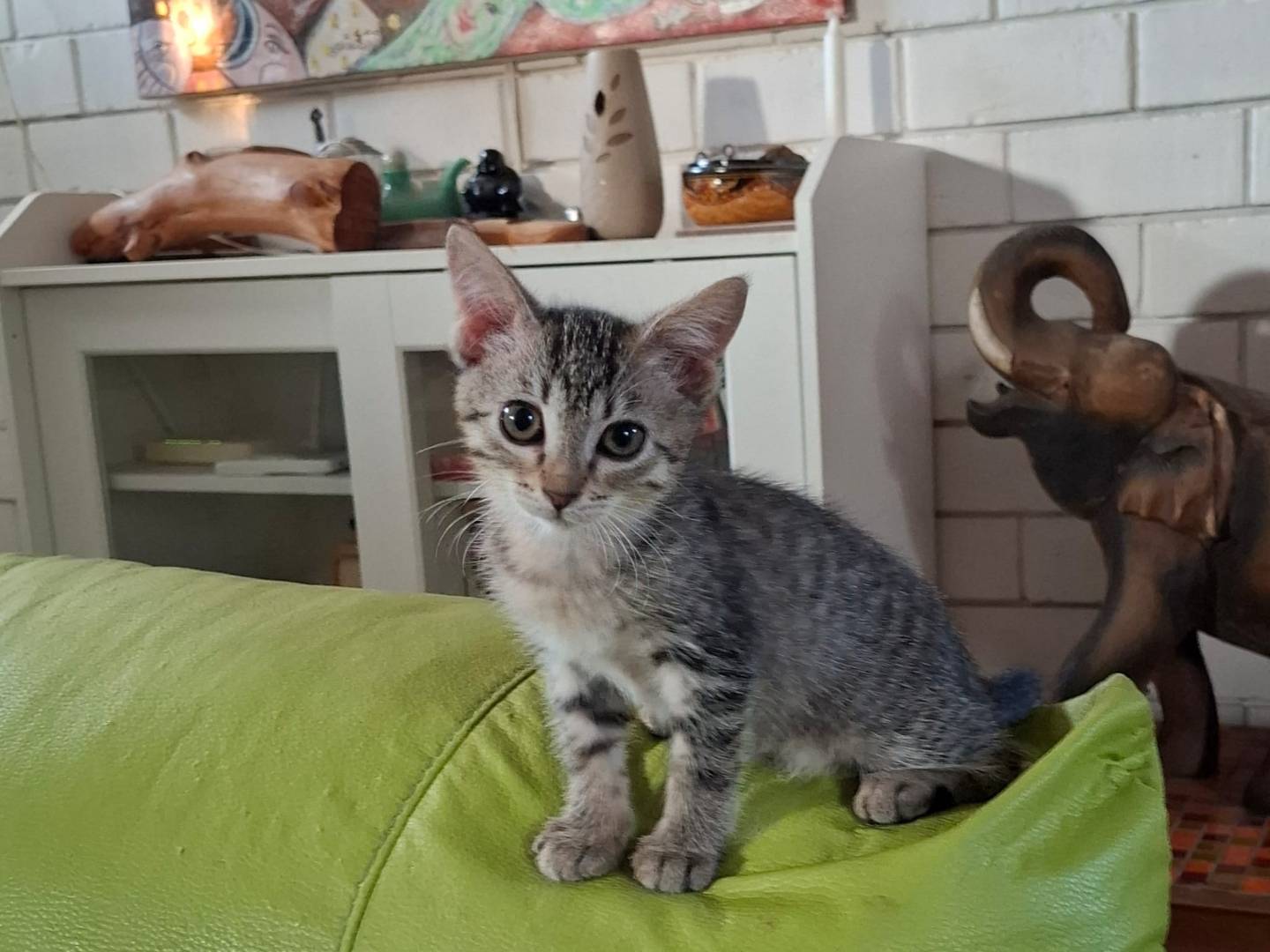 Vuoi adottare un gatto a Novara?