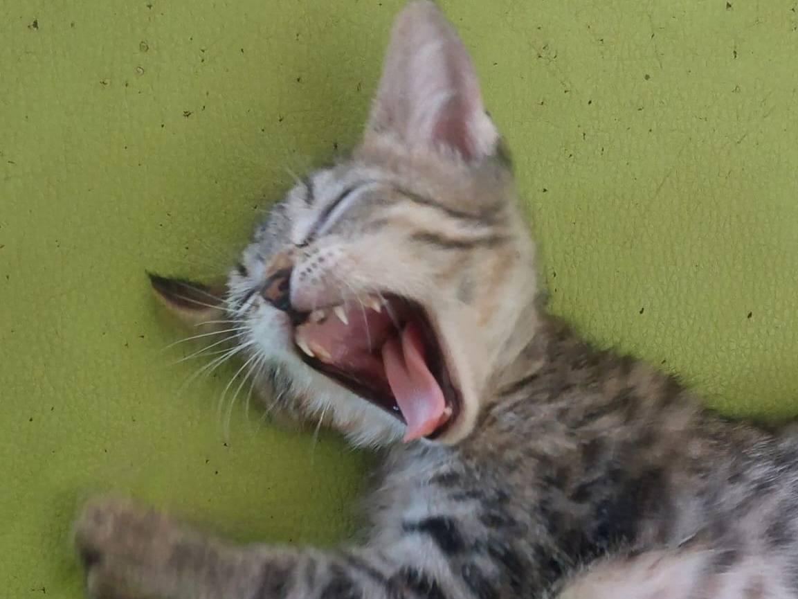 Adotta il gatto Camilla a Novara