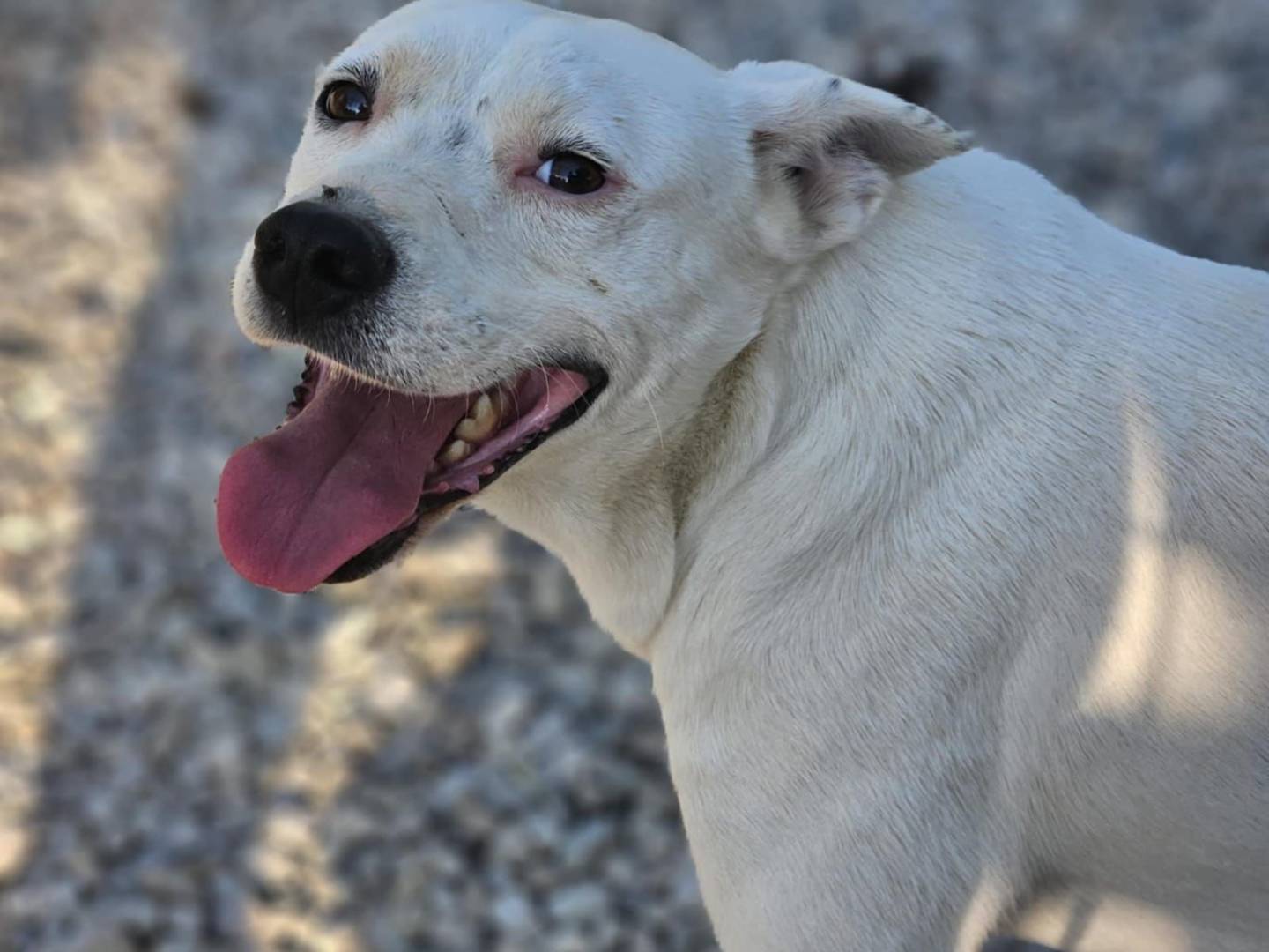 Adozione cane, maschio, Razza sconosciuta Razza sconosciuta, 3 anni e 11 mesi, taglia media contenuta, Avellino