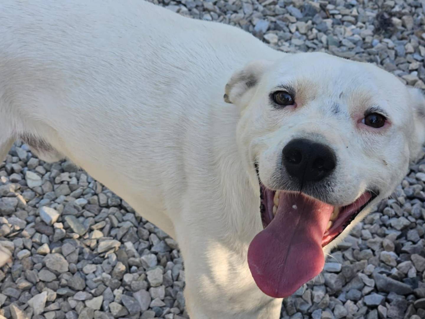 Adotta un cane, maschio, 3 anni e 11 mesi, Avellino