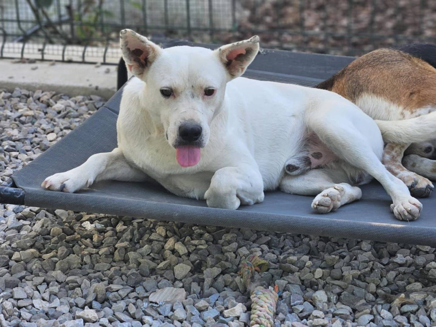 Adotta un cane, taglia media contenuta, maschio, Avellino