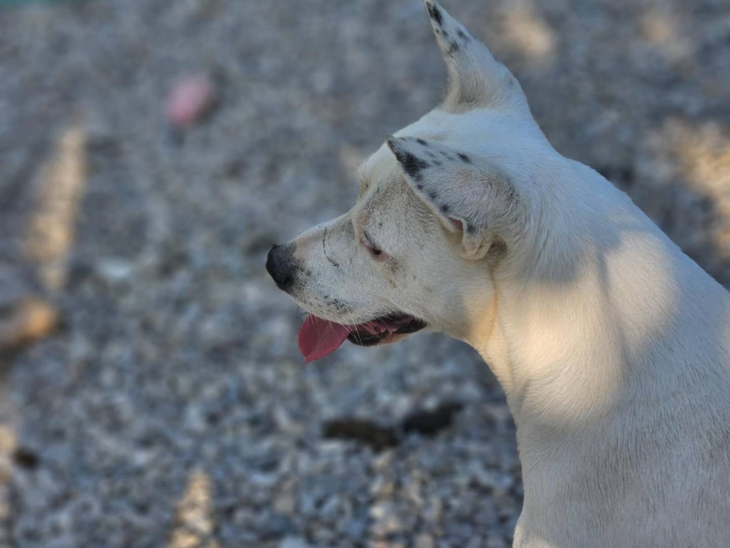 Vuoi adottare un cane a Avellino?