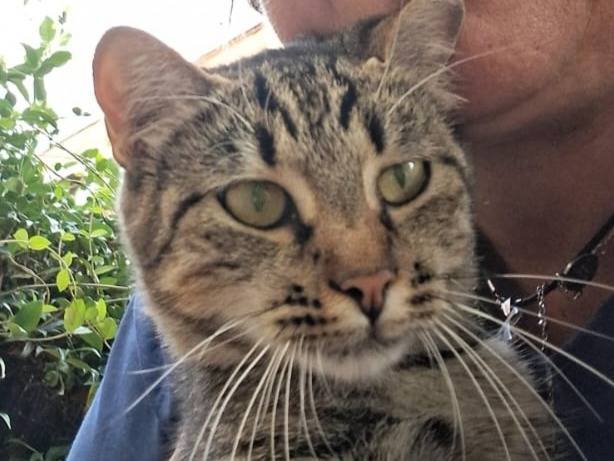 Adotta un gatto, taglia non valida, femmina, Roma