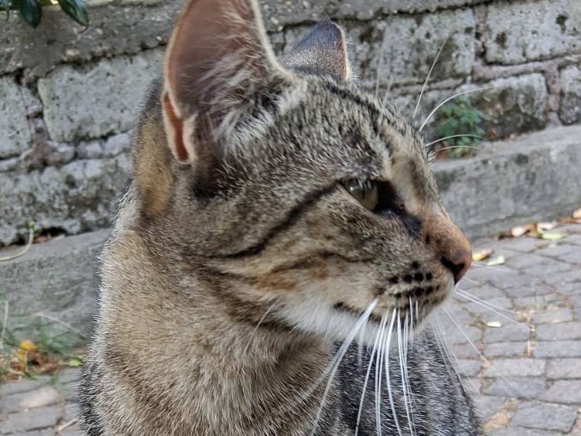 Vuoi adottare un gatto a Roma?