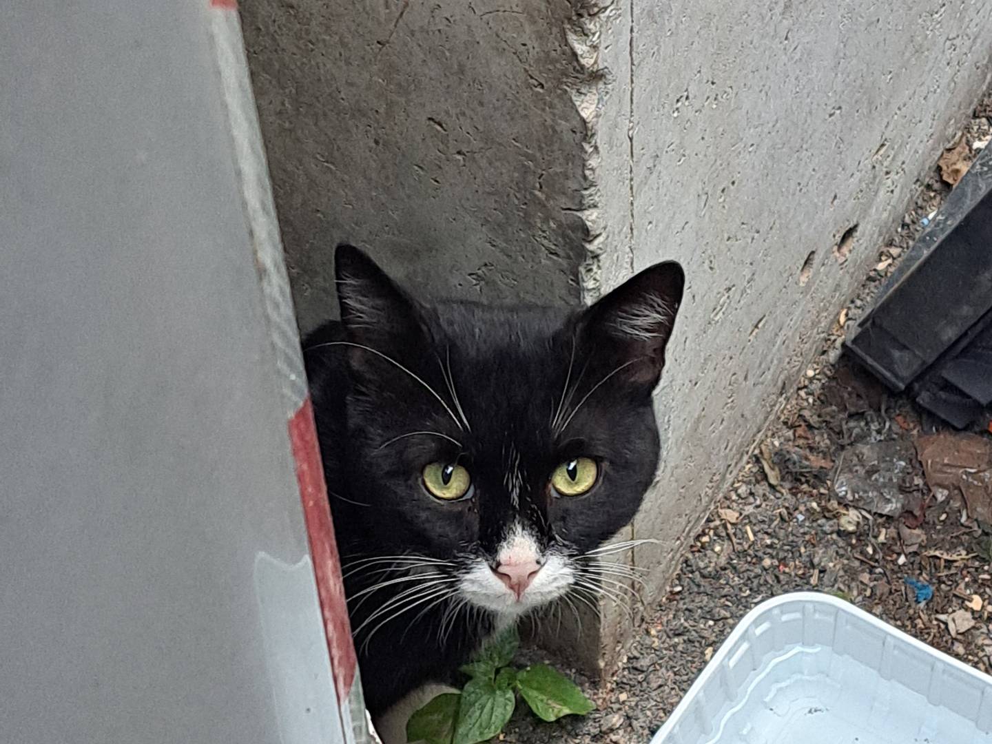 Adotta un gatto, maschio, 4 mesi, Napoli