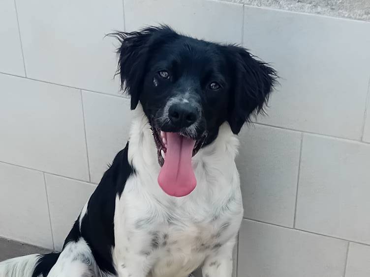 Vuoi adottare un cane a Caserta?