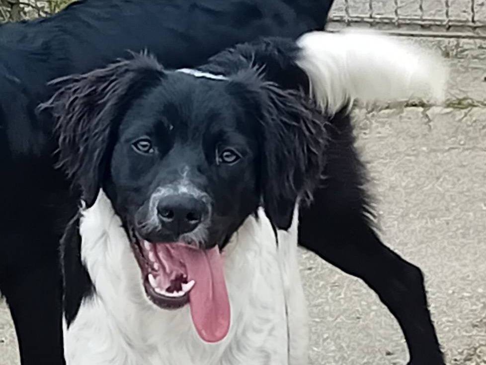 Adotta il cane WILLIAM a Caserta