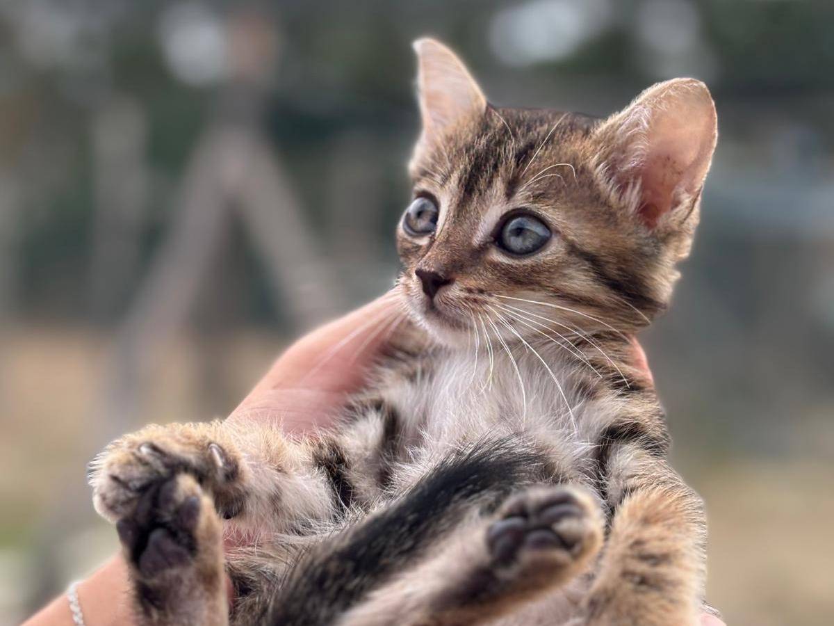 Adozione gatto, maschio, Razza sconosciuta Razza sconosciuta, 2 mesi, taglia non valida, Pisa