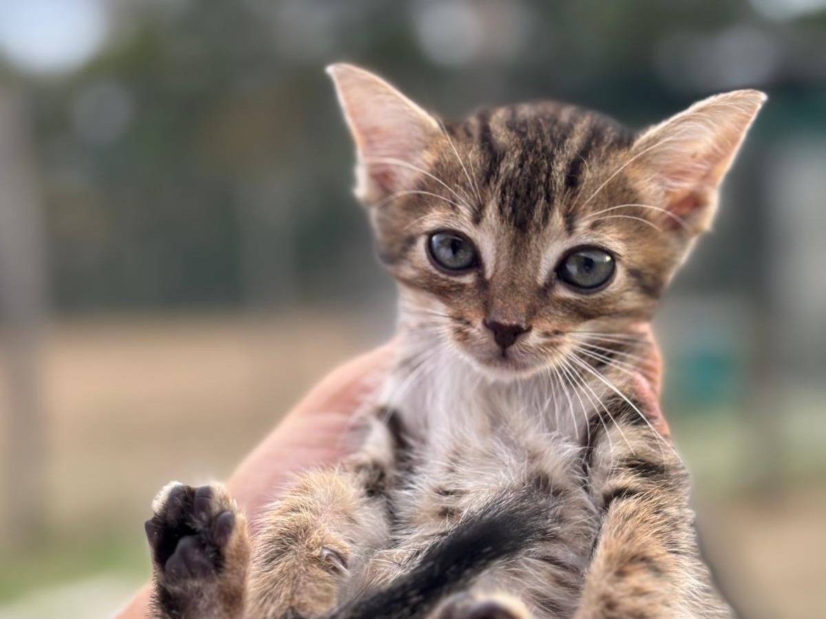 Adotta un gatto, maschio, 2 mesi, Pisa