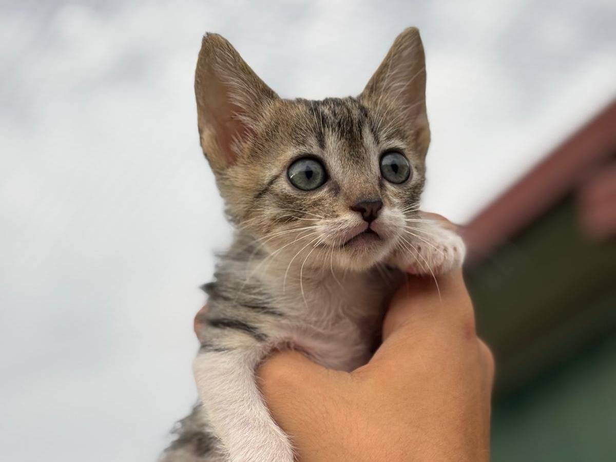 Adozione gatto, maschio, Razza sconosciuta Razza sconosciuta, 2 mesi, taglia non valida, Pisa