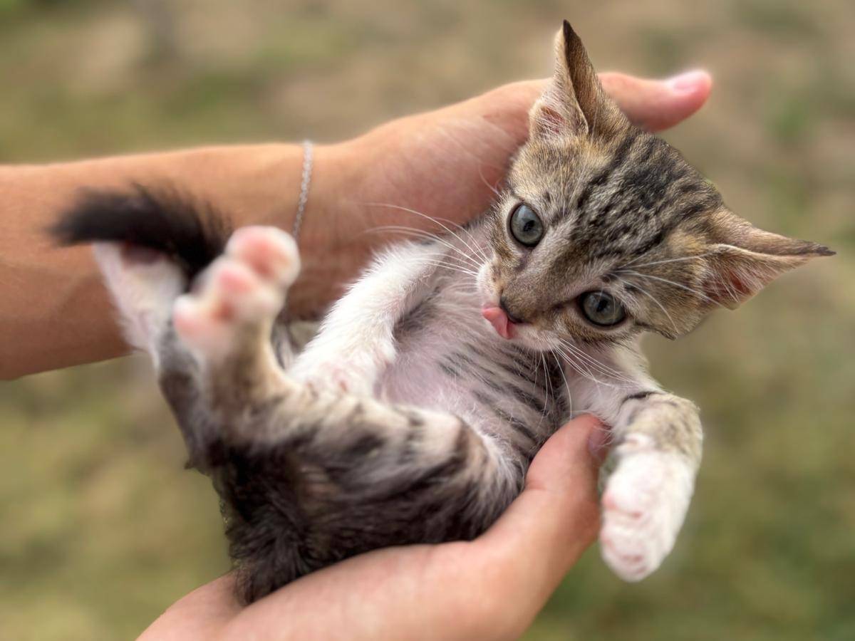 Adotta un gatto, maschio, 2 mesi, Pisa