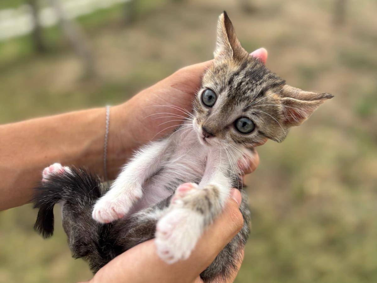 Adotta un gatto, taglia non valida, maschio, Pisa