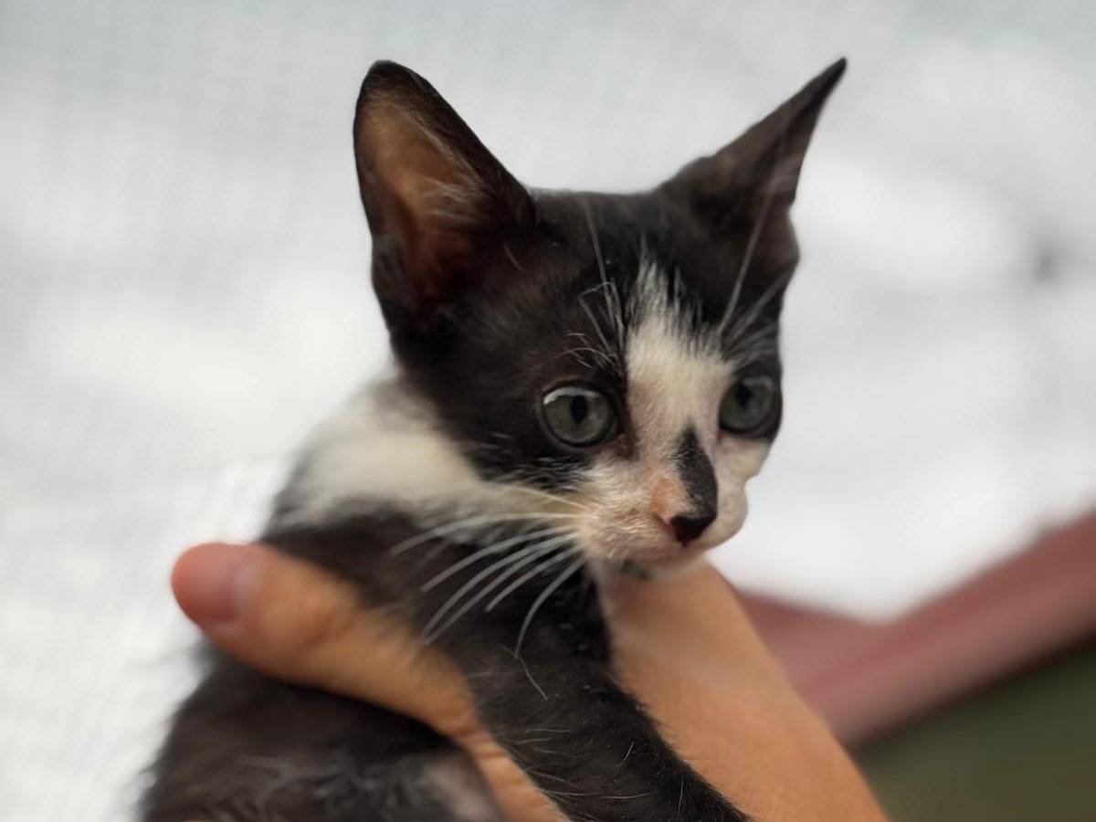 Adozione gatto, maschio, Razza sconosciuta Razza sconosciuta, 2 mesi, taglia non valida, Pisa