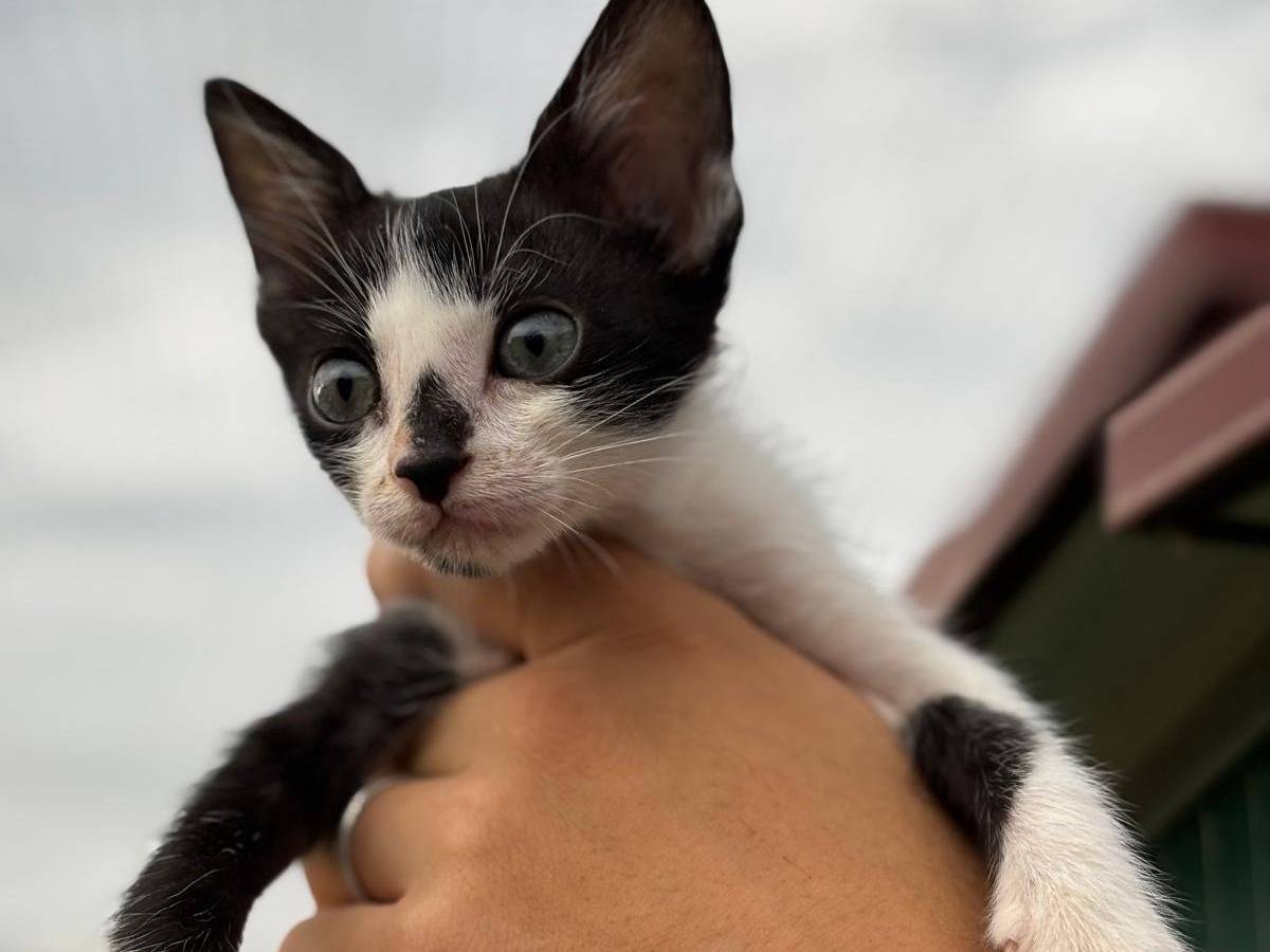 Adotta un gatto, maschio, 2 mesi, Pisa