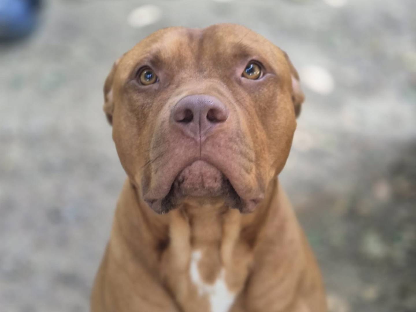 Adozione cane, maschio, Pitbull Razza sconosciuta, 1 anno e 10 mesi, taglia grande, Torino