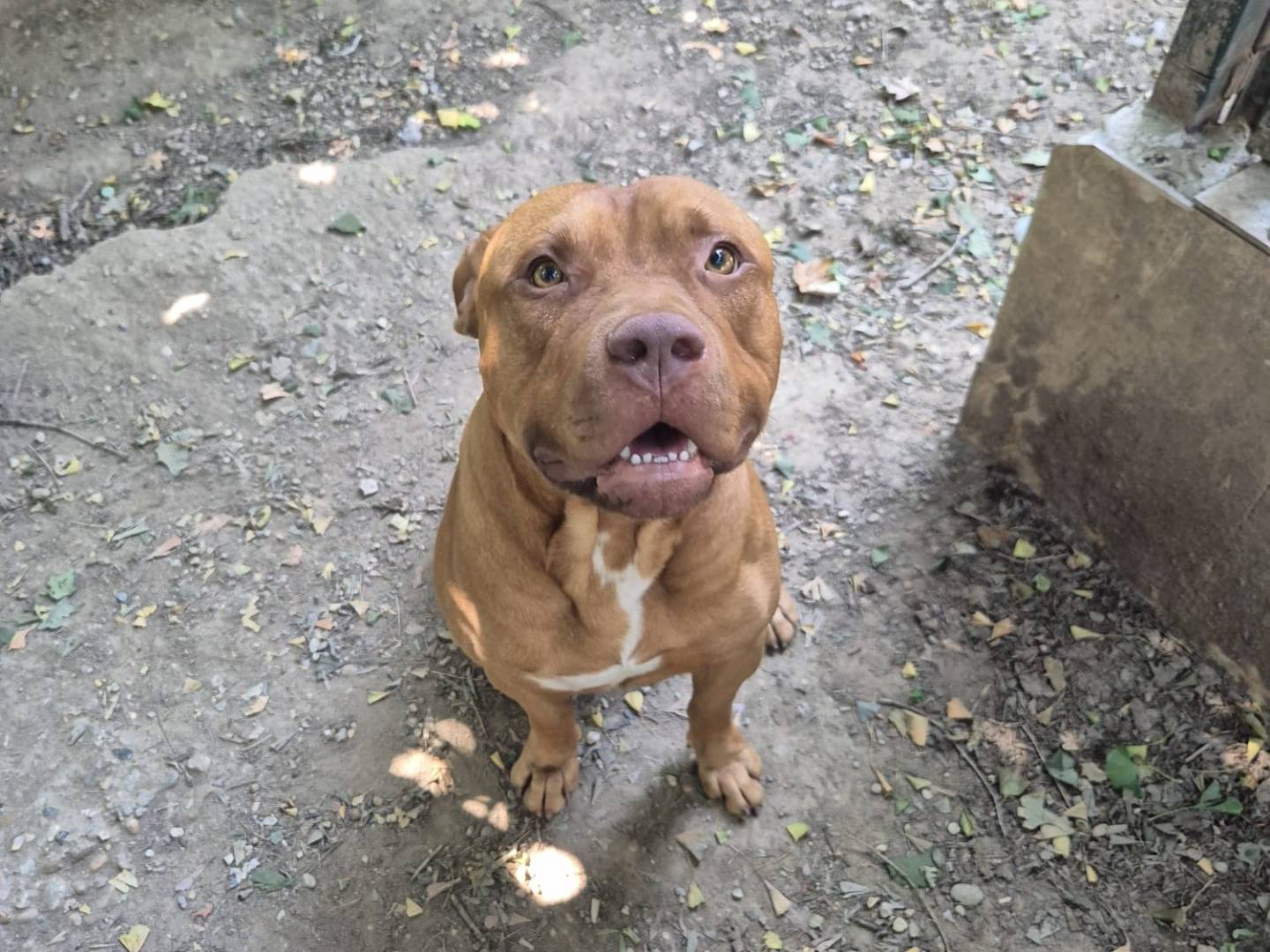Adotta un cane, maschio, 1 anno e 10 mesi, Torino