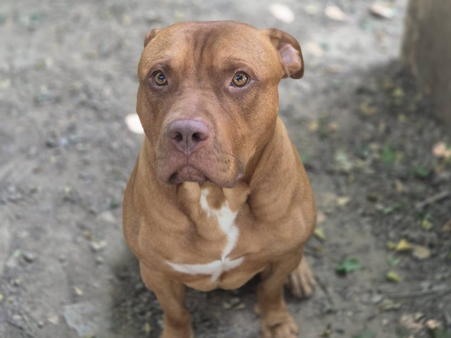Adotta un cane, taglia grande, maschio, Torino