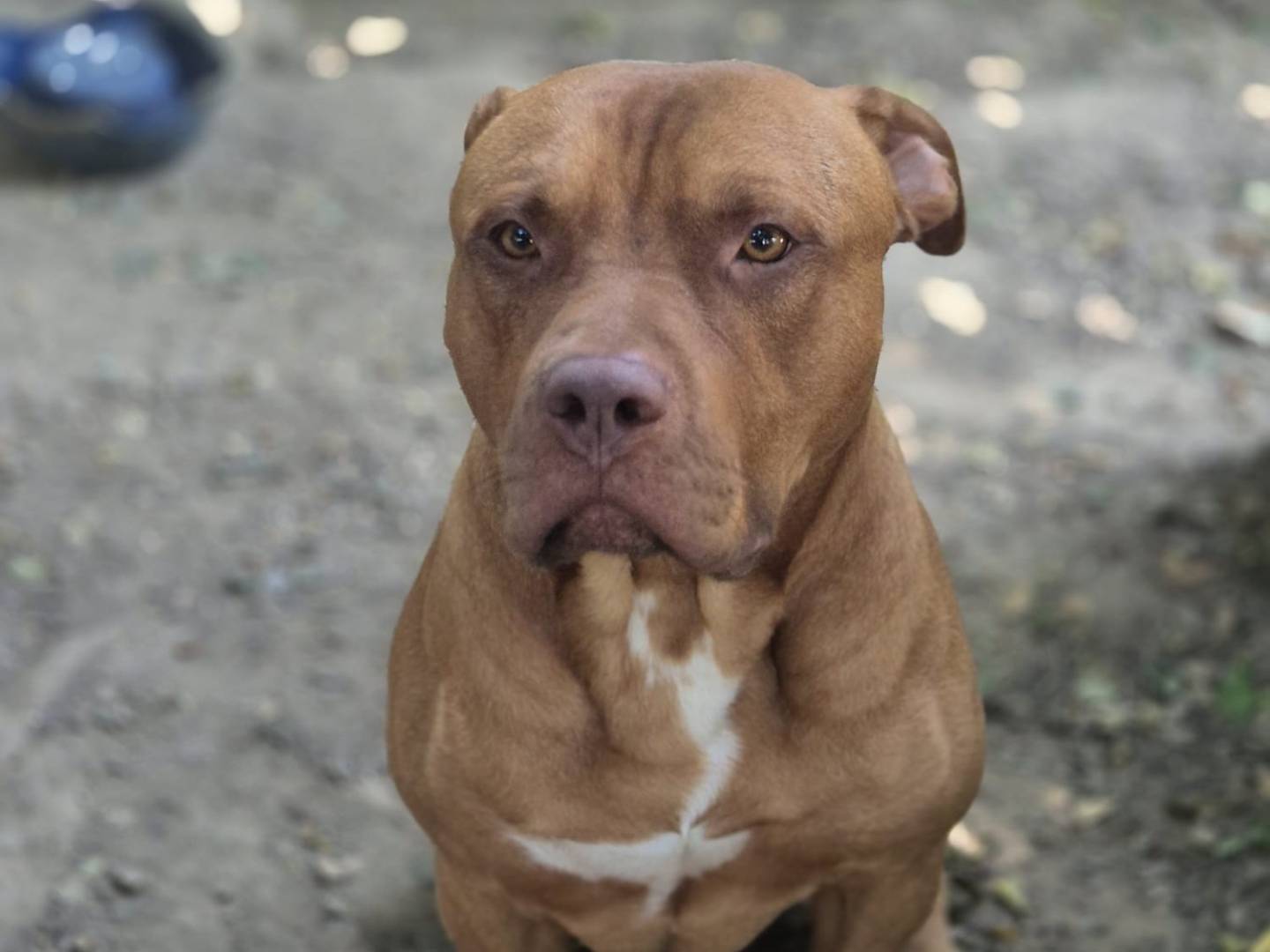 Vuoi adottare un cane a Torino?