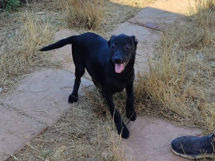 Adozione cane, femmina, Razza sconosciuta Razza sconosciuta, 3 mesi, taglia media, Torino