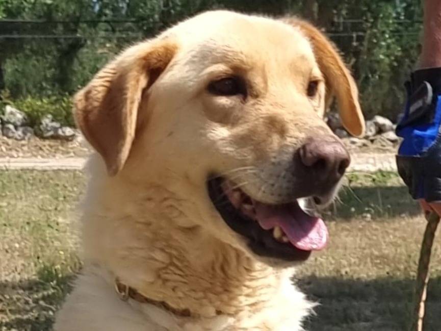 Adozione cane, maschio, Razza sconosciuta Razza sconosciuta, 8 anni e 8 mesi, taglia media, Trento