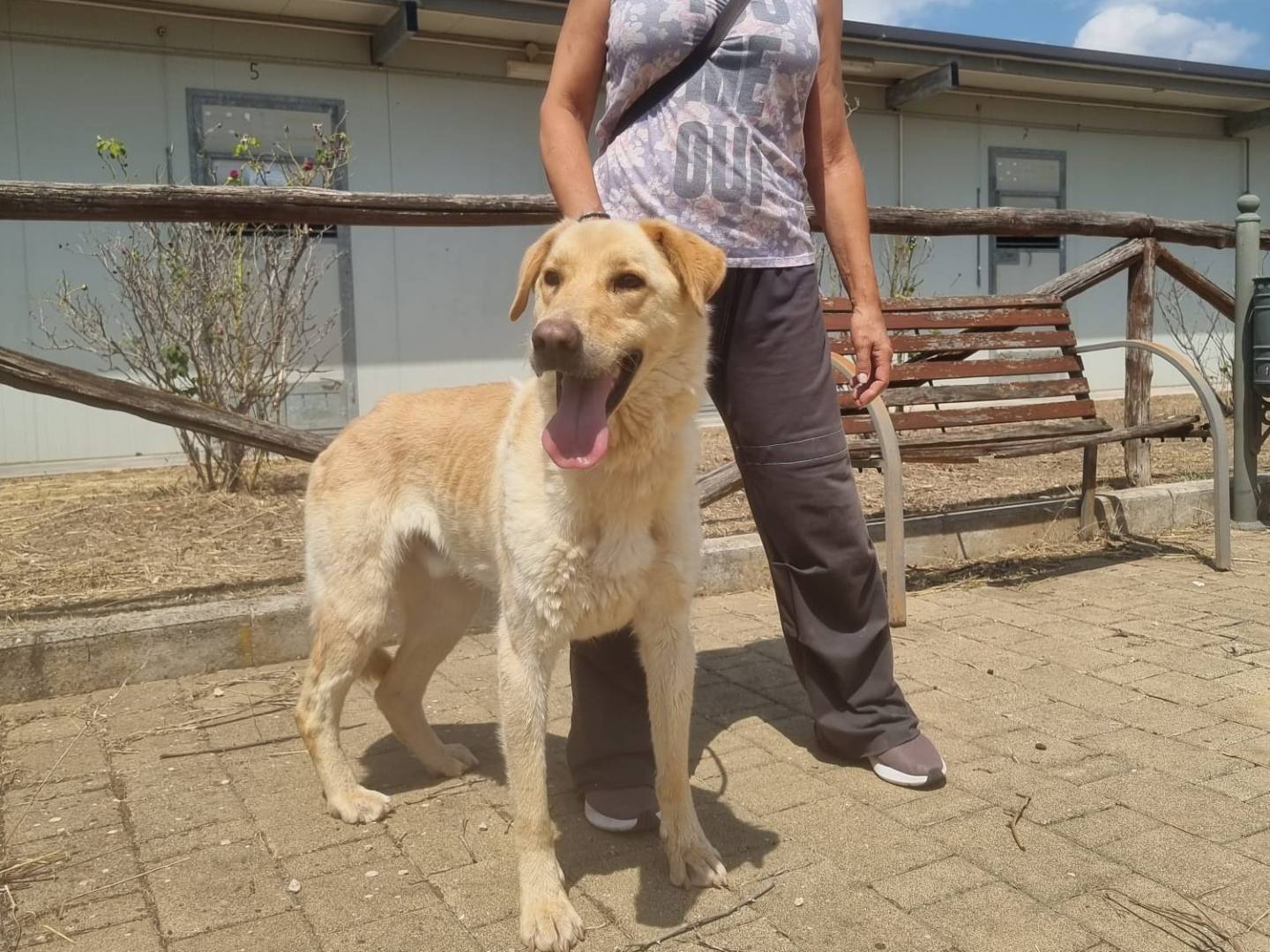 Adotta un cane, taglia media, maschio, Trento