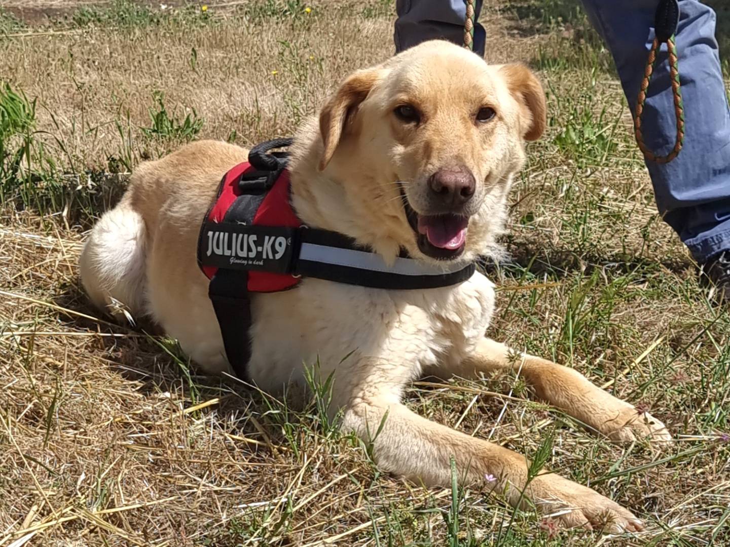 Vuoi adottare un cane a Trento?