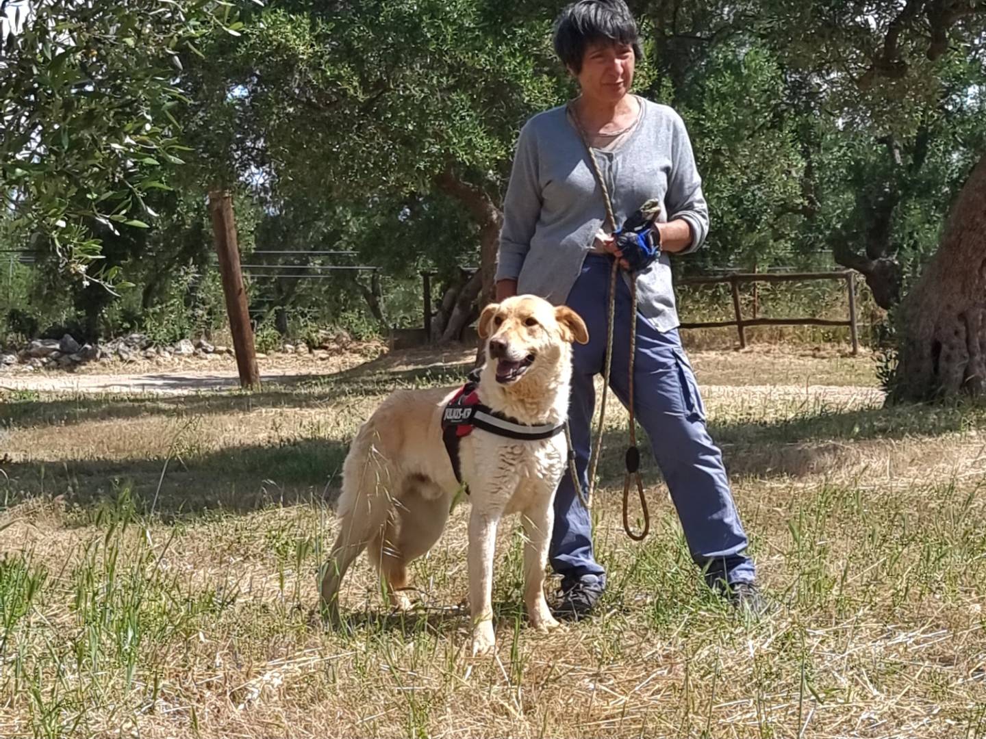 Adotta il cane Ciabatta a Trento