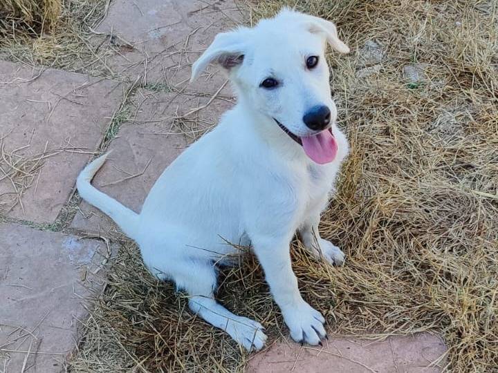 Adotta un cane, femmina, 3 mesi, Torino