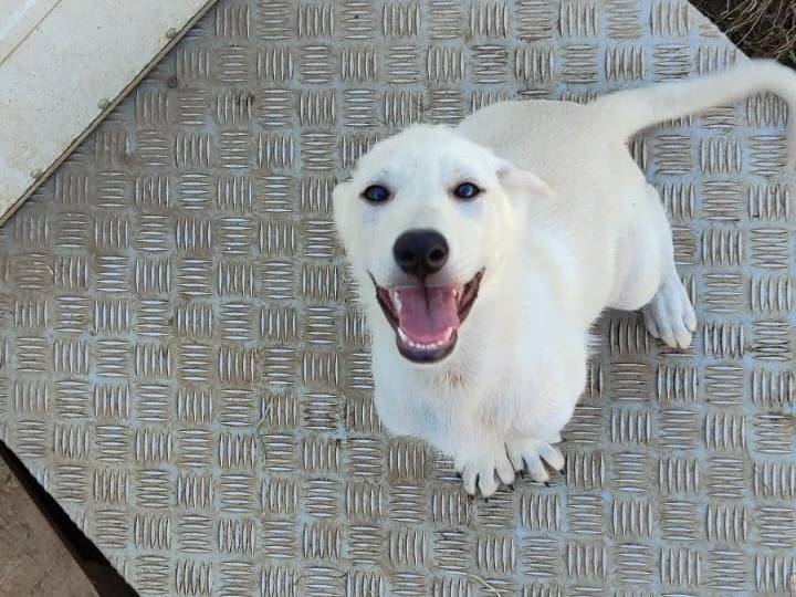Adotta un cane, taglia media, femmina, Torino