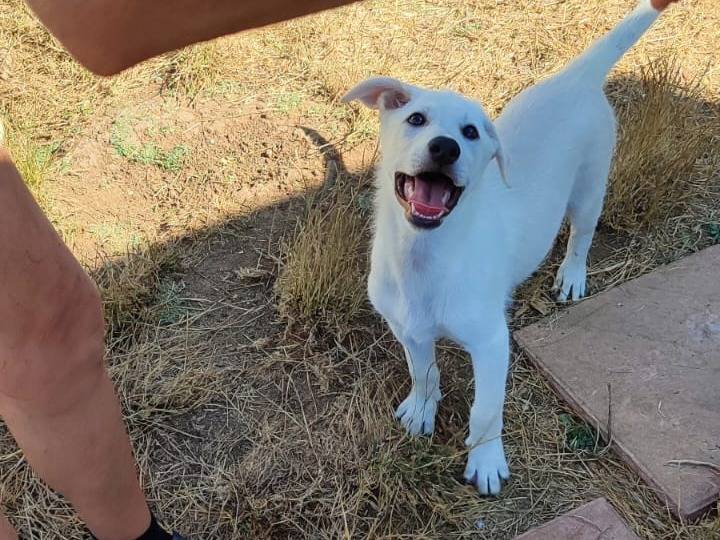 Vuoi adottare un cane a Torino?