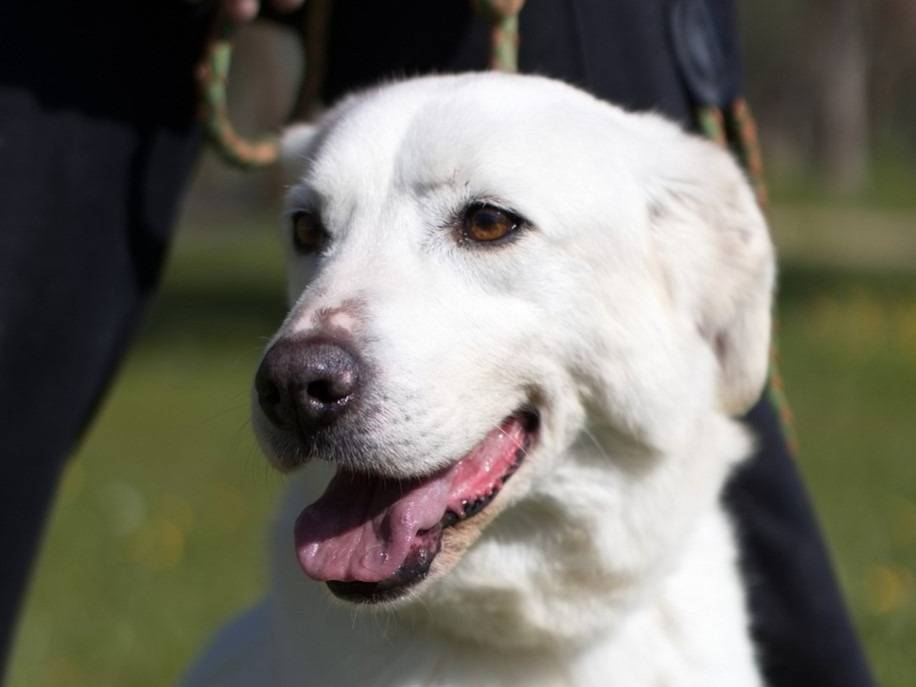 Adozione cane, femmina, Razza sconosciuta Razza sconosciuta, 7 anni e 5 mesi, taglia media, Padova