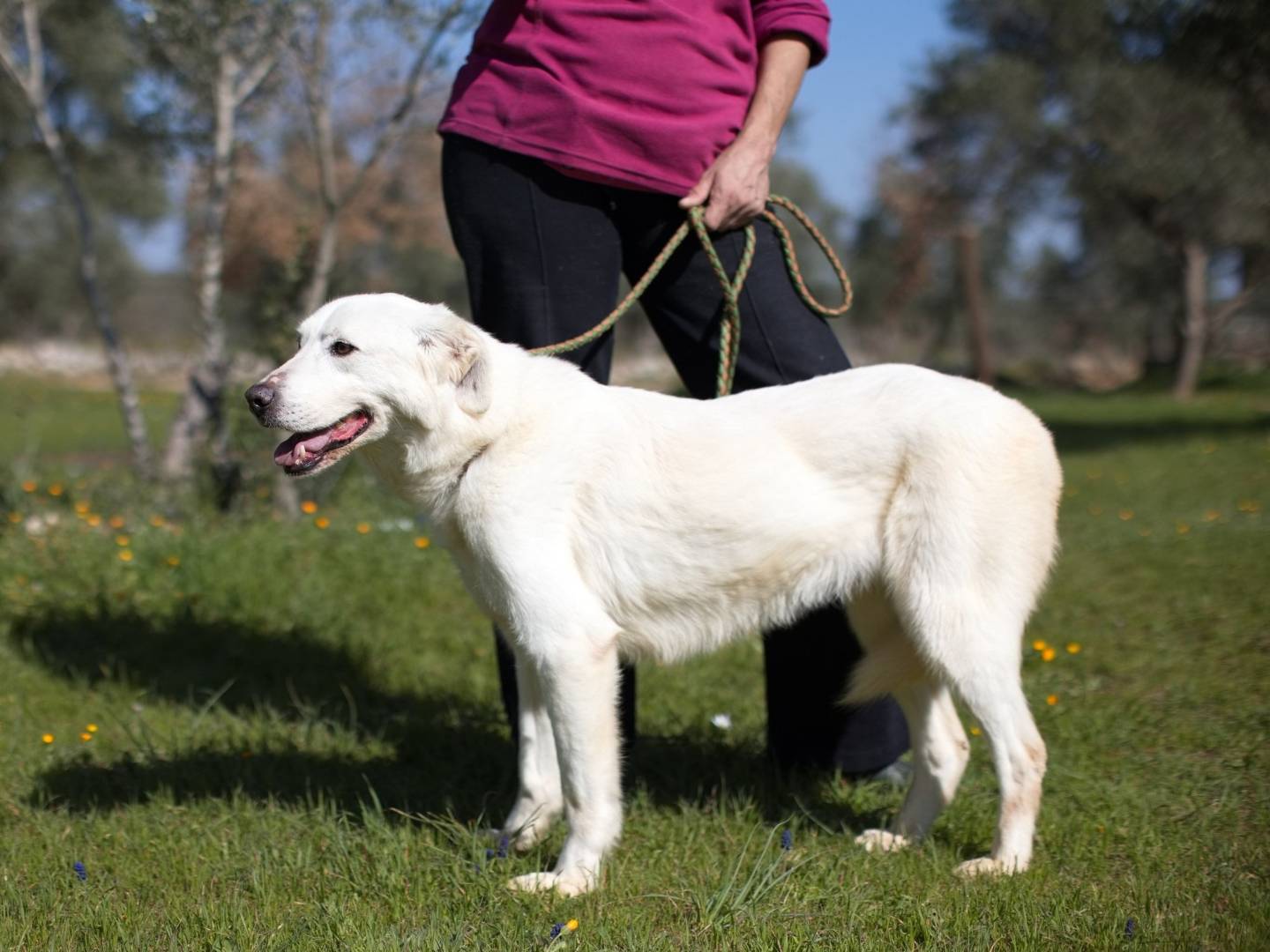 Vuoi adottare un cane a Padova?