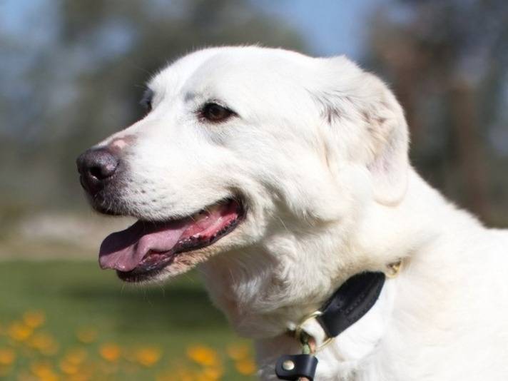 Adotta il cane Ellen a Padova