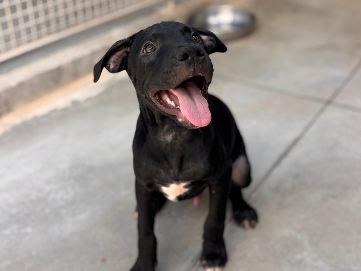 Adozione cane, maschio, Pitbull Amstaff, 3 mesi, taglia grande, Napoli