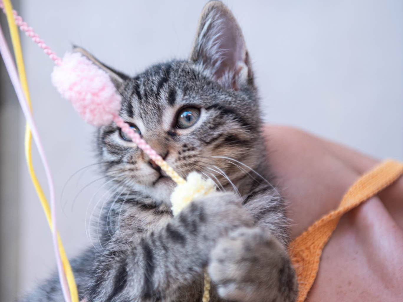 Adotta un gatto, maschio, 3 mesi, Bologna