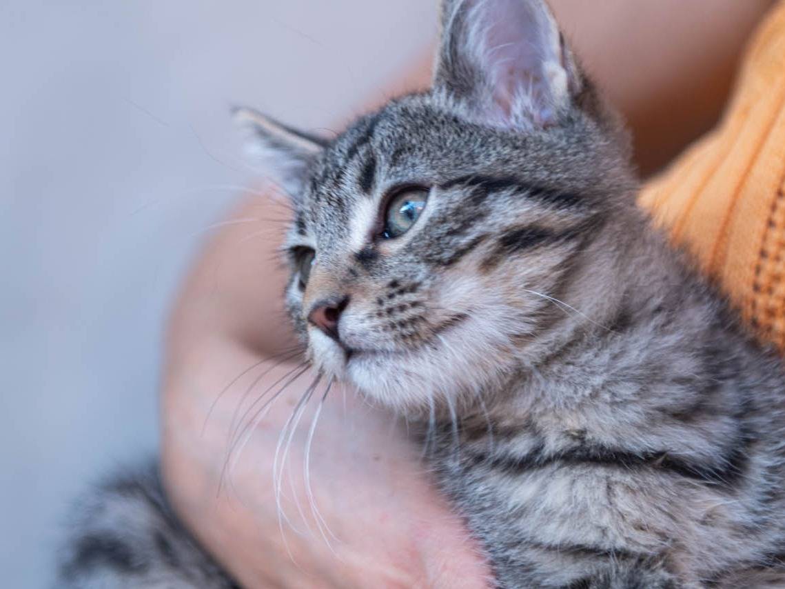 Adotta un gatto, taglia non valida, maschio, Bologna
