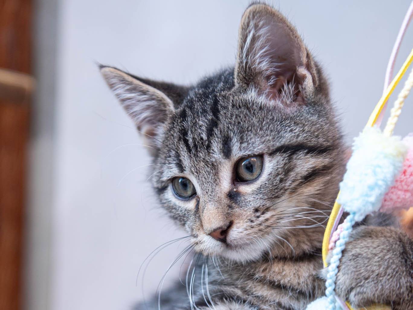 Vuoi adottare un gatto a Bologna?