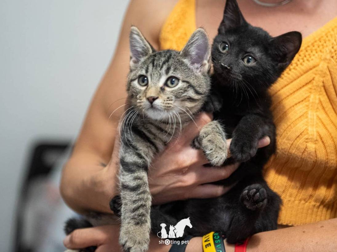 Adotta il gatto Saetta McQueen  a Bologna