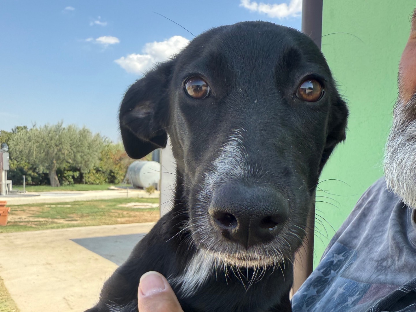 Adozione cane, femmina, Razza sconosciuta Razza sconosciuta, 4 mesi, taglia media, Matera