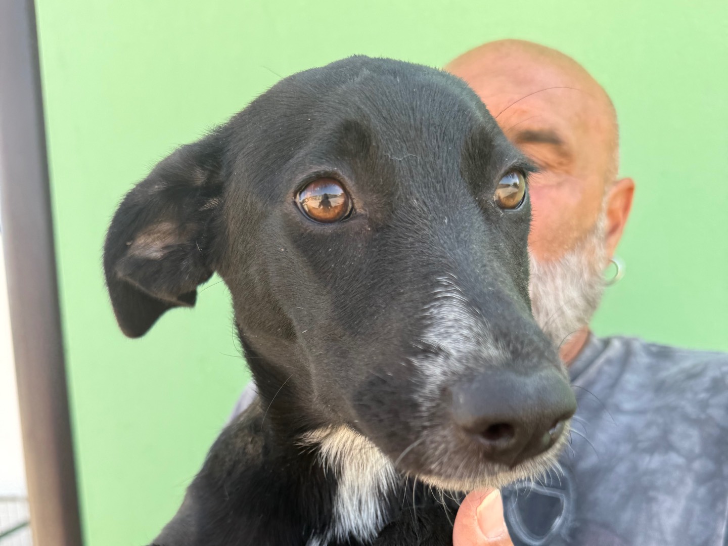 Adotta un cane, femmina, 4 mesi, Matera