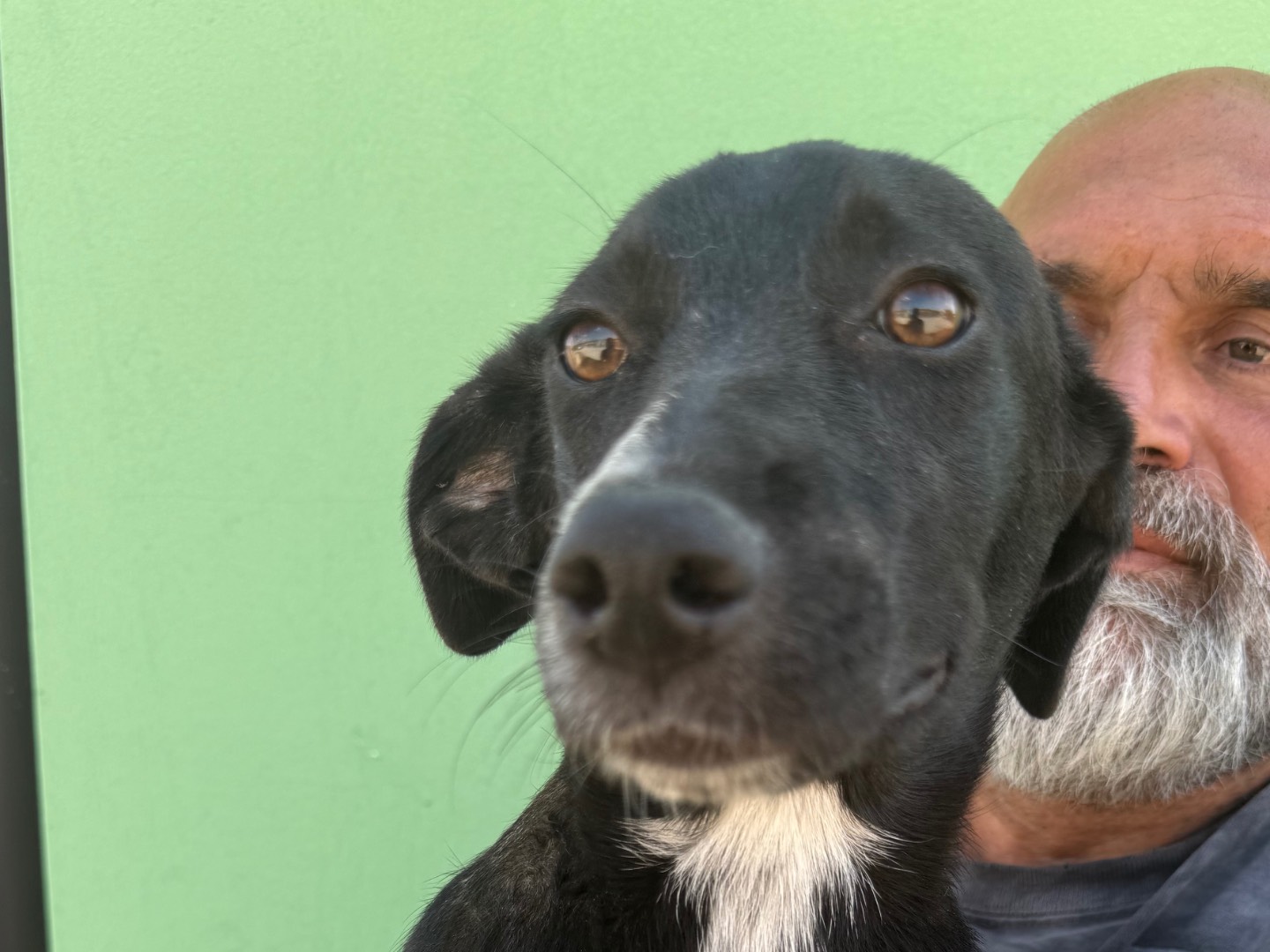 Adotta un cane, taglia media, femmina, Matera