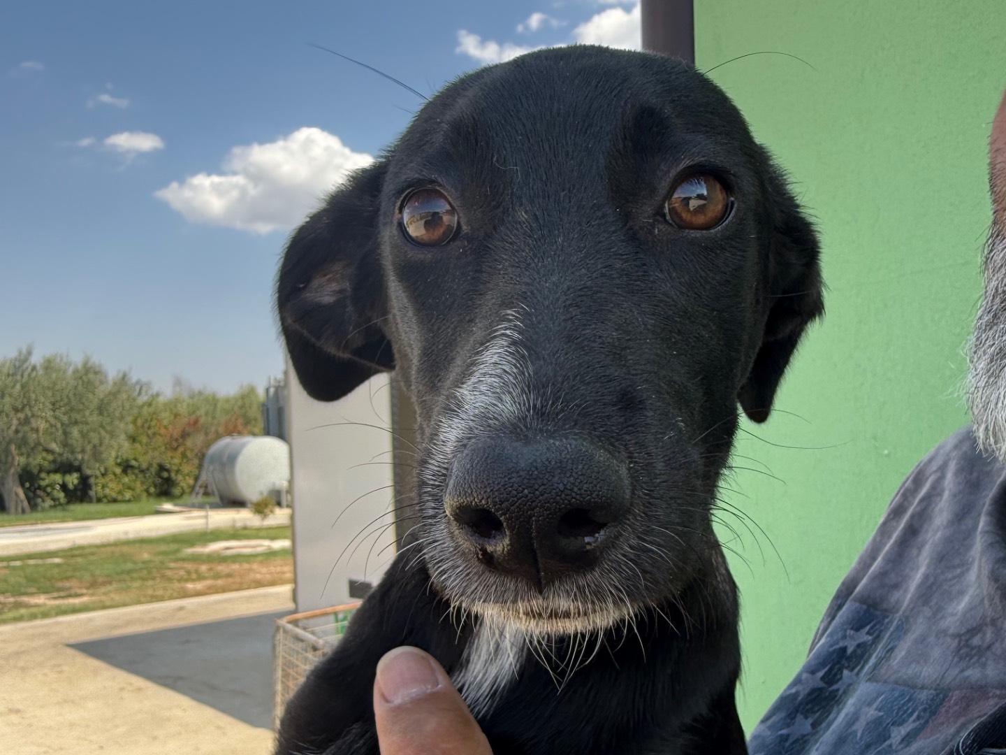 Vuoi adottare un cane a Matera?