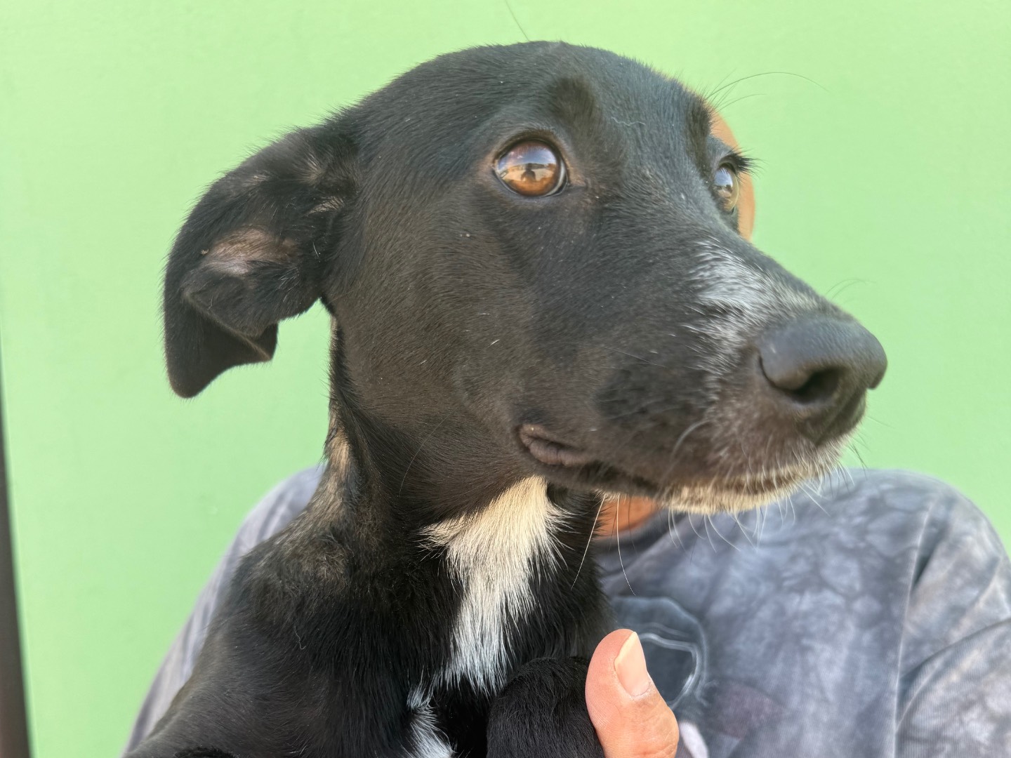 Adotta il cane Prugna a Matera